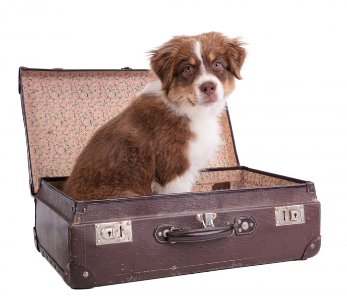 voyager-chien-valise